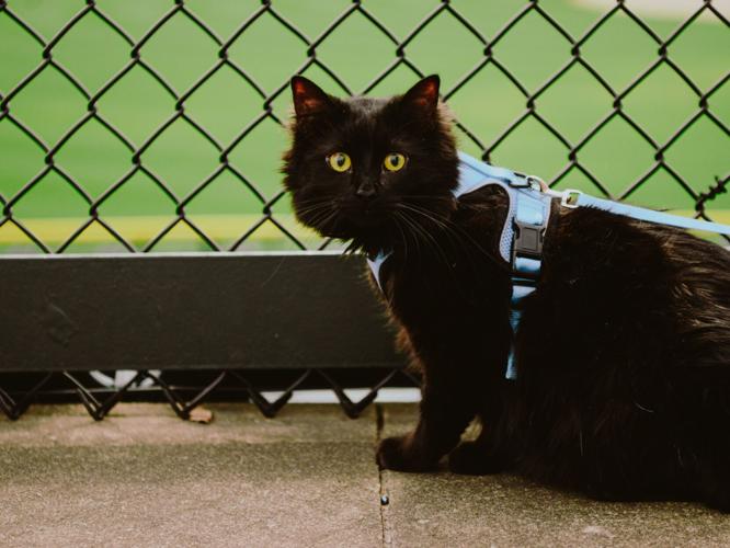Purr at the Park