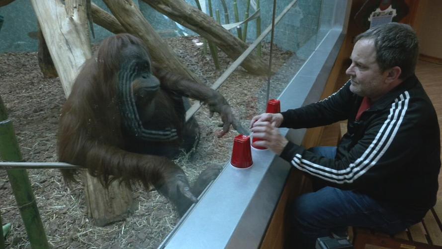 AMBER THE ORANGUTAN PLAYING GAMES 2-18-2022  (7).jpeg