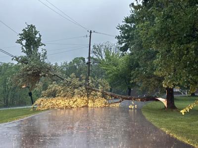 Tree down crestwood