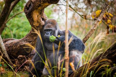 gorilla from Louisville Zoo
