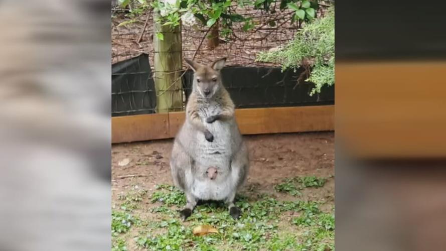 Bennett’s wallaby joeys at Louisville Zoo.jpeg
