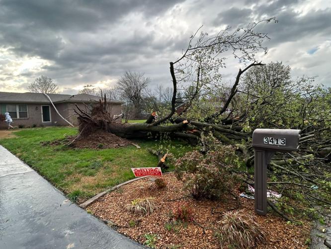 Uprooted tree on Sundancer Drive in Jeffersonville, Indiana on 4.2.24