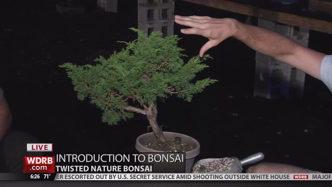 An Introduction To Bonsai Trees Keith Kaiser Wdrb Com