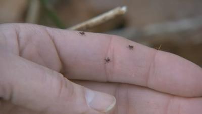 Ticks crawling on hand