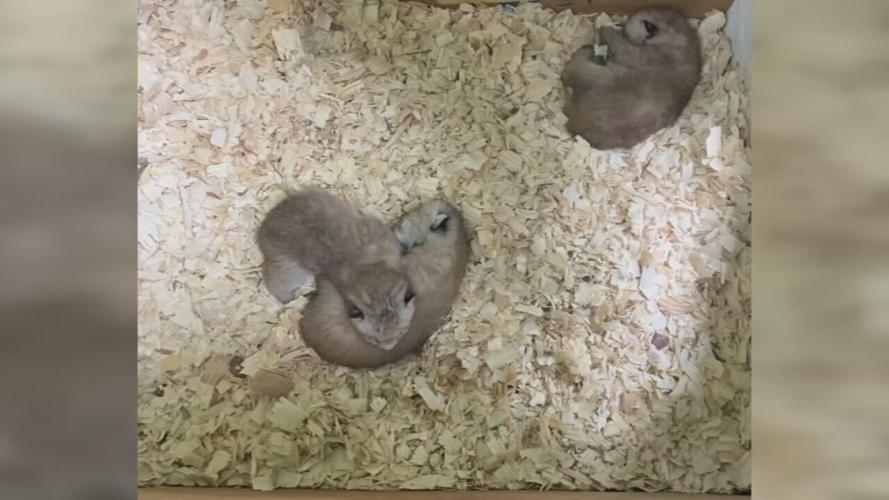 Louisville Zoo Canada lynx kittens 2022.jpeg