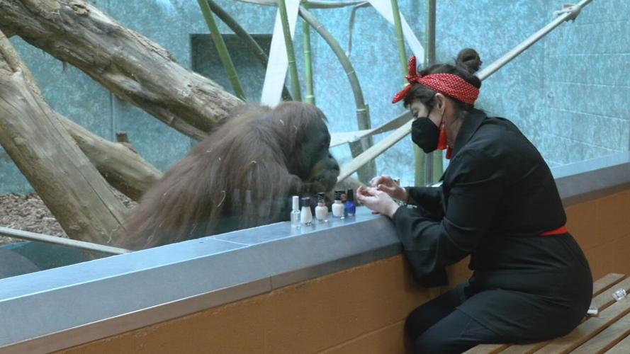 AMBER THE ORANGUTAN PLAYING GAMES 2-18-2022  (6).jpeg