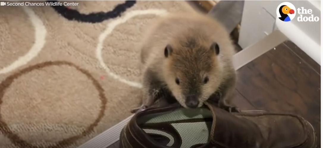 Second Chances Justin Beaver