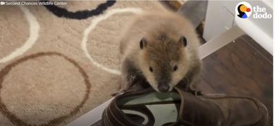 Second Chances Justin Beaver