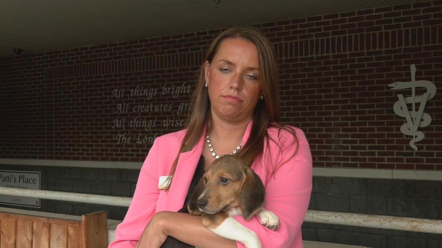 Beagles at KY Humane Society (22).jpeg