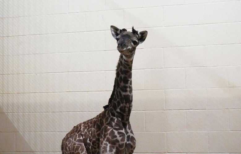 Louisville Zoo baby giraffe 5-5-26