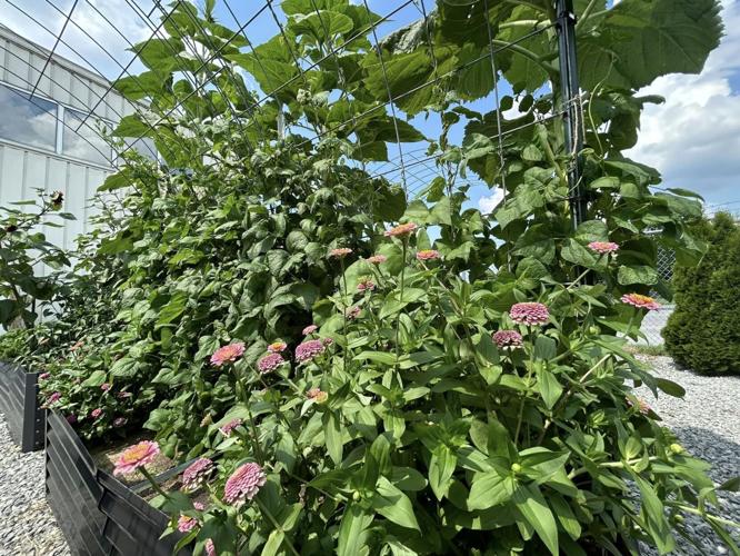 Norton Healthcare Transport Team grows garden