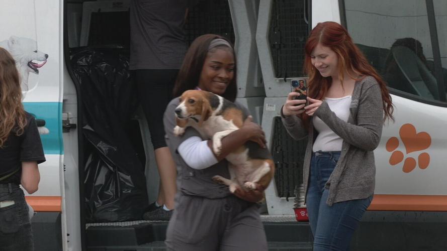 Beagles at KY Humane Society (21).jpeg