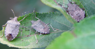 Why Are There So Many Stink Bugs?! | Weather Blog | wdrb.com
