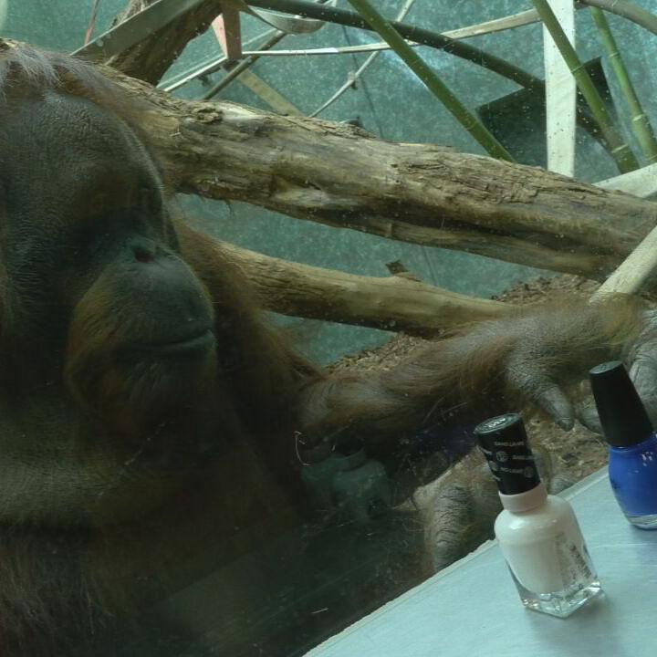 Orangutan at Louisville Zoo Asking to See What's Inside Visitor's Purse Is  Priceless - PetHelpful News