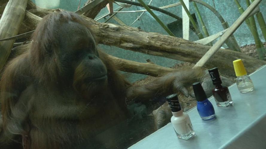 AMBER THE ORANGUTAN PLAYING GAMES 2-18-2022  (4).jpeg