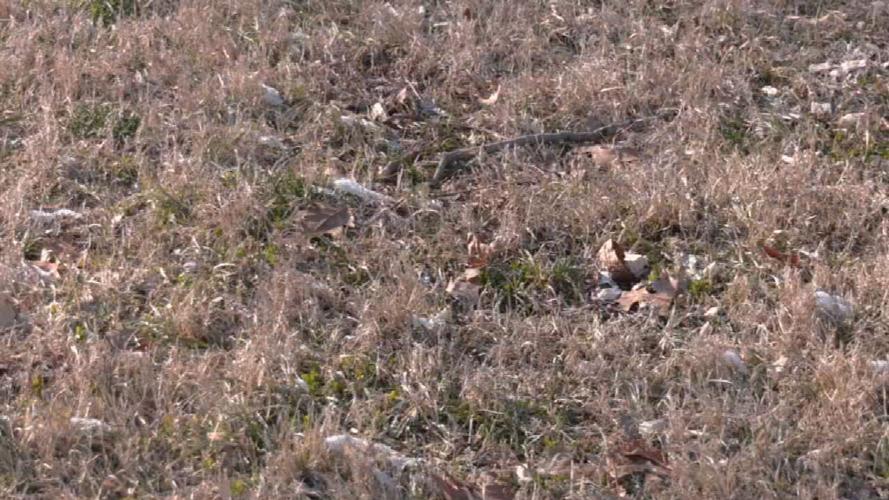 PORTLAND PARK NEEDLES  (2).jpeg