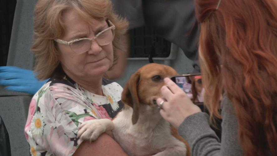 Beagles at KY Humane Society (20).jpeg