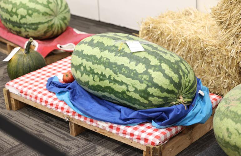 Watermelons at Kentucky State Fair
