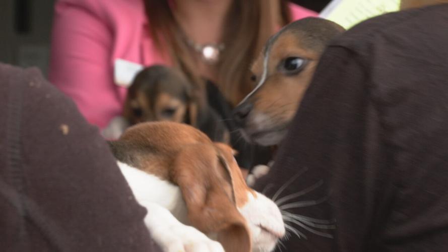 Beagles at KY Humane Society (19).jpeg