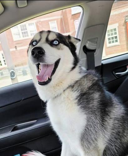 3-year-old Husky, Ghost.