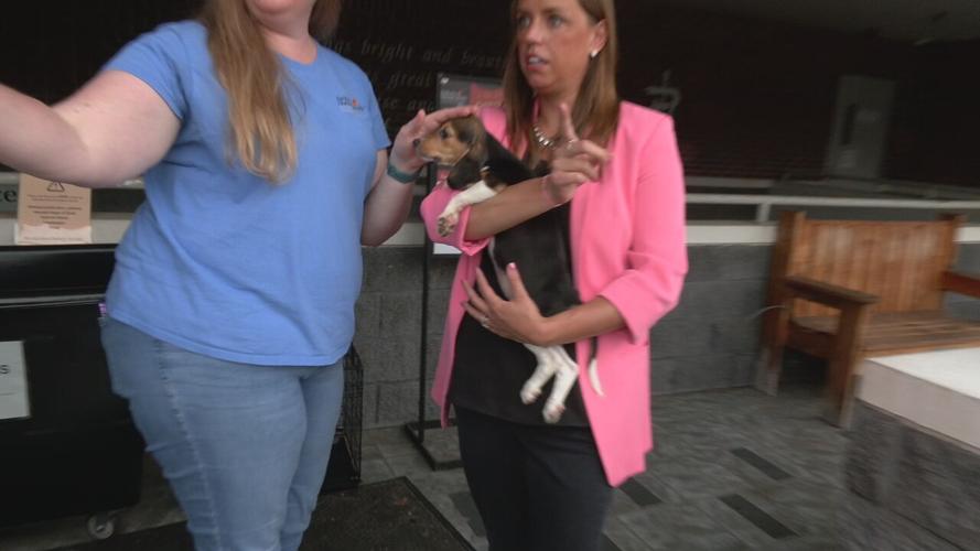 Beagles at KY Humane Society (18).jpeg