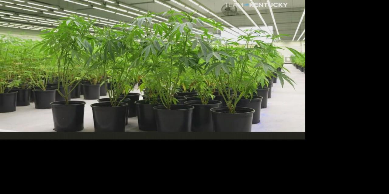 Armory Kentucky begins medical cannabis cultivation 7-11-25