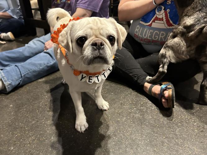 Bluegrass Pugfest