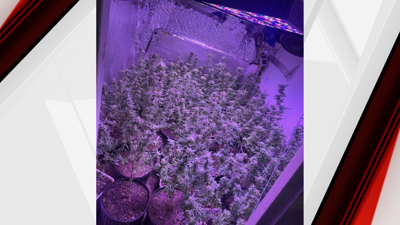 Marijuana plants