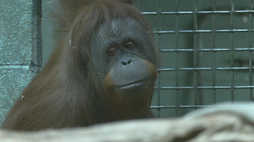 AMBER THE ORANGUTAN PLAYING GAMES 2-18-2022  (1).jpeg