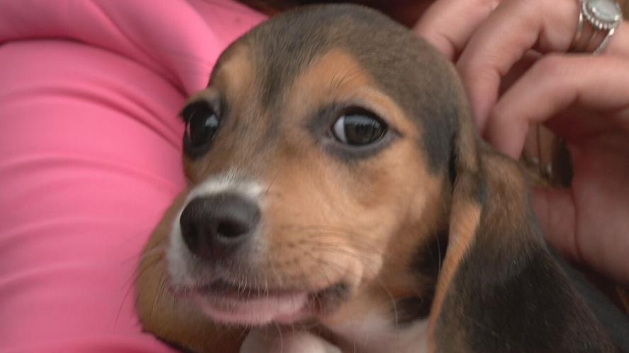 Beagles at KY Humane Society (17).jpeg
