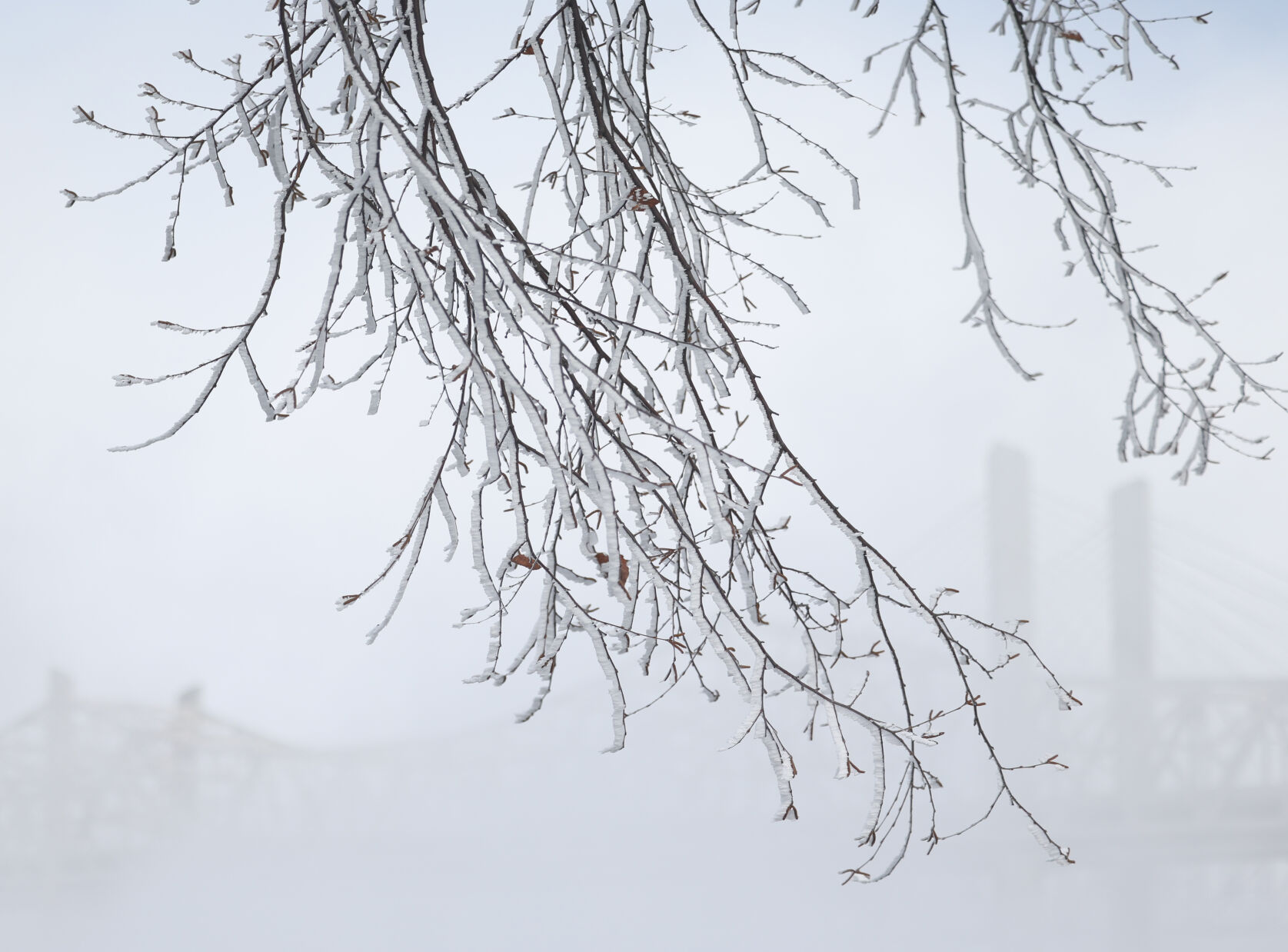 Ice on branches behind bridges.JPG