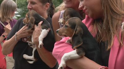 Beagles at KY Humane Society (16).jpeg