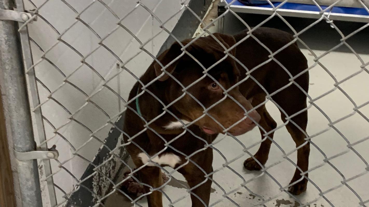 Bullitt County Animal Shelter has more dogs than space available News