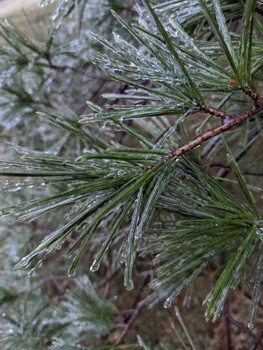 ICE STORM 2-3-2022 - FLOYDS KNOBS - CRAIG PEAY.jfif