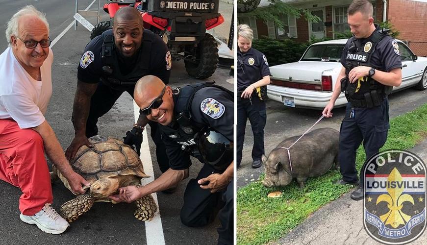 LMPD - ANIMALS - TURTLE AND HOG EDIT - 5-24-19.jpg