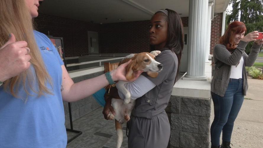 Beagles at KY Humane Society (15).jpeg