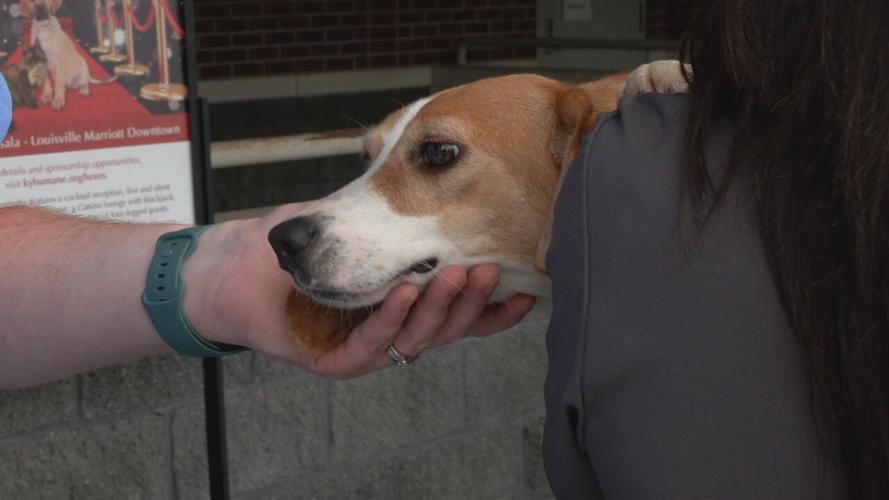 Beagles at KY Humane Society (14).jpeg