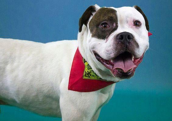 Feeders Supply To Offer Pet Pics With Santa News Wdrb Com