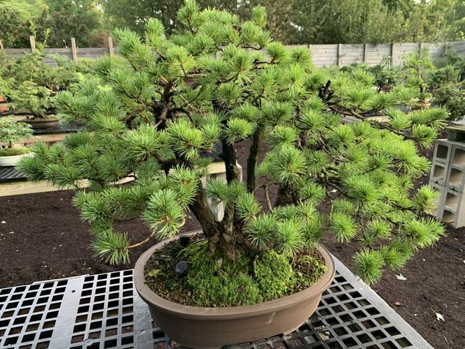 TWISTED NATURE BONSAI - KEITH KAISER - 8-11-2020  (3).JPG