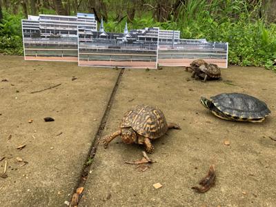 turtle derby 1