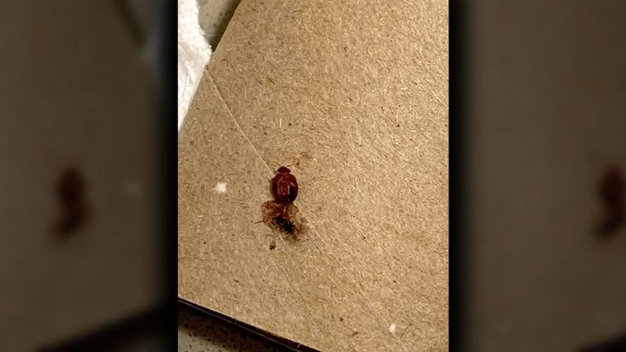 Bed Bug