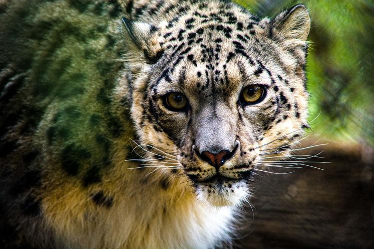 NeeCee, the Louisville Zoo's snow leopard