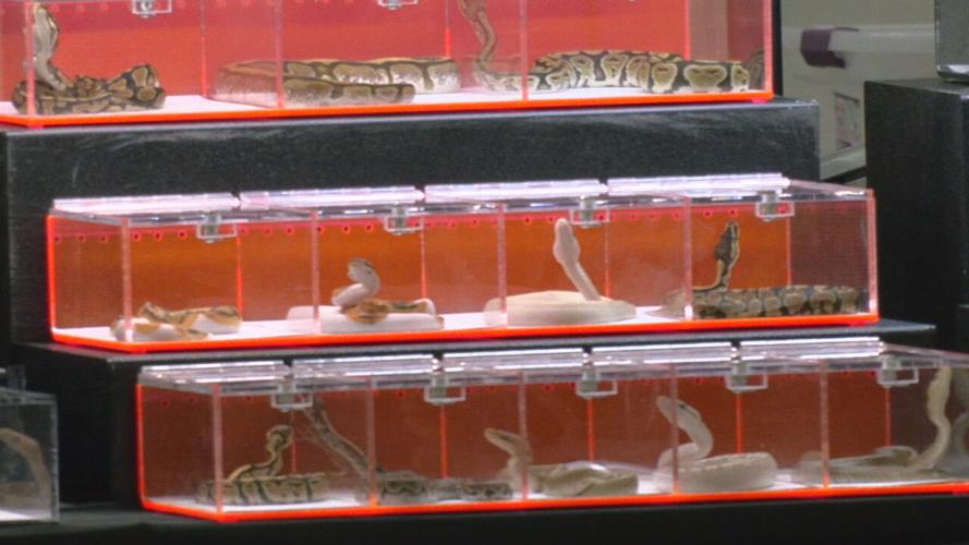 snakes at the reptile show.jpeg