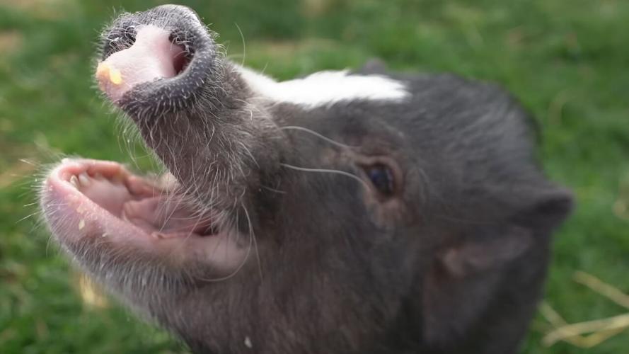 Pig at Tribe Animal Sanctuary