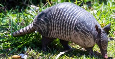 A nine-banded armadillo