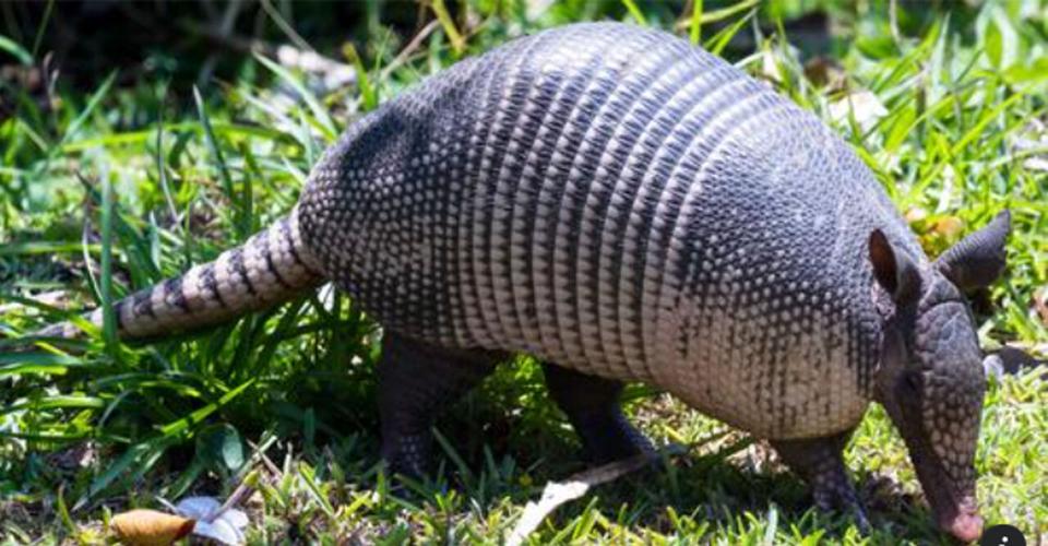 A nine-banded armadillo