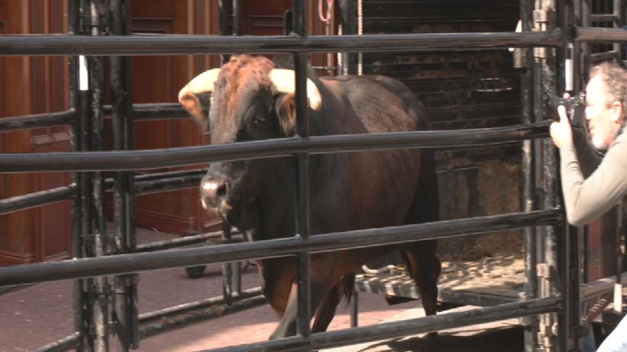Mike's Motive PBR bull at weigh in - 3.13.25
