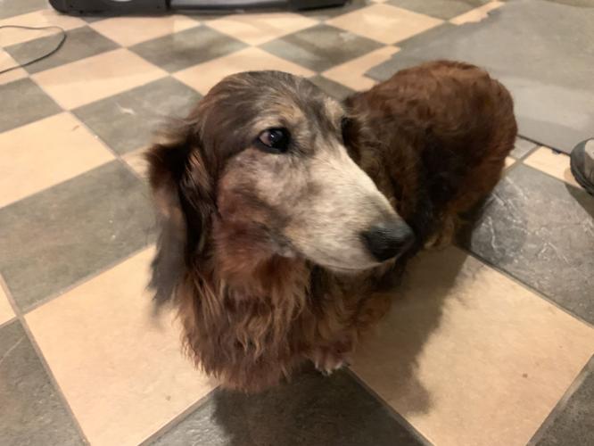 PAMPERING YOUR POOCH - LOUISVILLE KENNEL CLUB - KEITH KAISER  3-31-2020  (7).jpeg