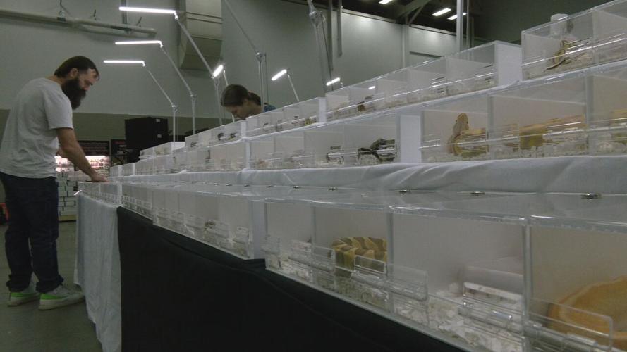 some of the reptiles at the show.jpeg