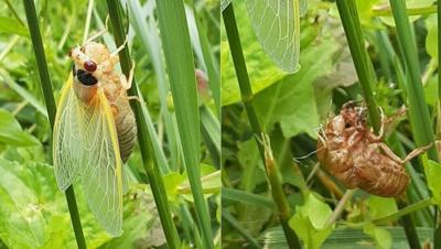 Cicadas